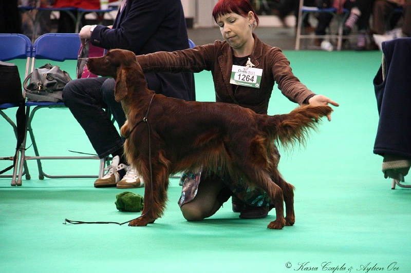 Crufts2011 623.jpg